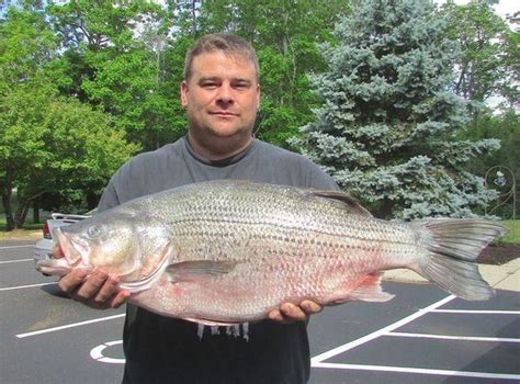 Hybrid striped bass - Alchetron, The Free Social Encyclopedia