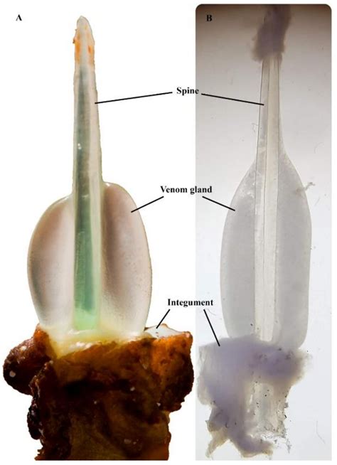 Marine Drugs | Free Full-Text | The Geographic Distribution, Venom Components, Pathology and ...