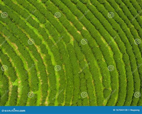 Aerial View of Tea Plantation Stock Photo - Image of grow, industry: 167043138