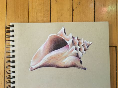 Pencil Drawings Of Shells | Images and Photos finder