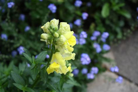 10 Types of Snapdragon Varieties to Grow at Home (with Pictures ...