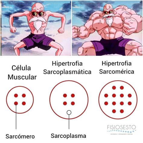 Hipertrofia muscular, ejercicio y sarcopenia en fisioterapia.