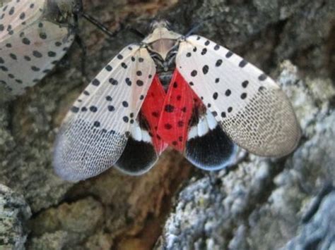 Public Presentation on the Spotted Lanternfly, a New Invasive Bug - Phoenixville, PA Patch