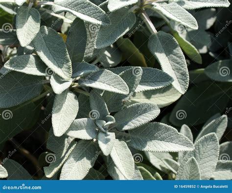 Sage stock photo. Image of officinalis, food, grass, recipe - 16459852