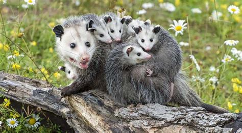 How To Get Rid of Opossums | Keeping Opossums Out of Your Yard