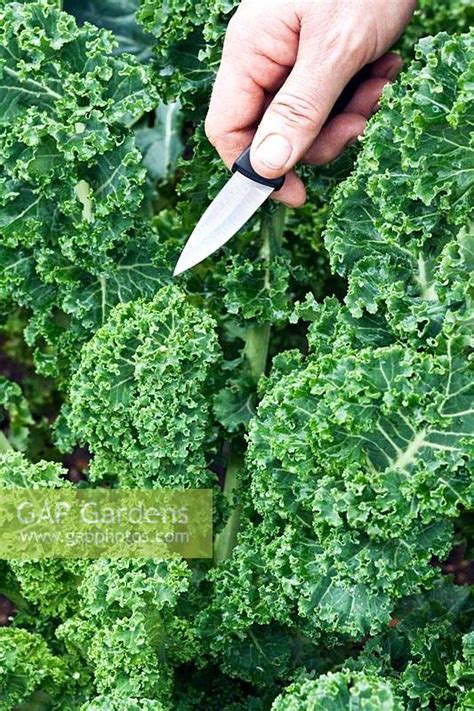 Harvesting kale leav... stock photo by John Swithinbank, Image: 1355284