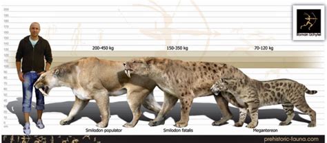 Smilodon Size