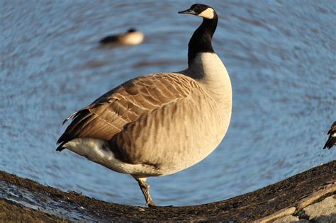 Canada Goose Wild Geese · Free photo on Pixabay