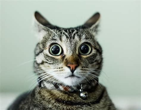 Alarmed! Photo Chat, Cat Photo, Funny Cat Memes, Funny Cats, Hilarious ...