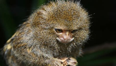 Pygmy Marmoset Facts, Pet, Lifespan, Pictures and All Information