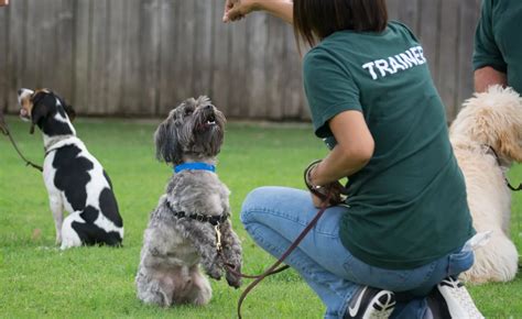 Katy Day Training | Rover Oaks Pet Resort