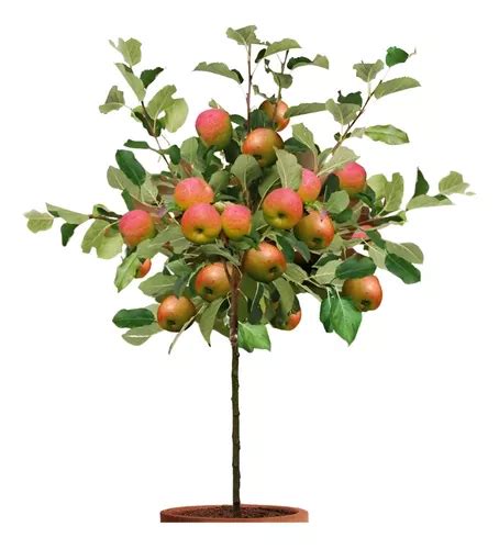 Planta Arbol De Mango Enano | Cuotas sin interés