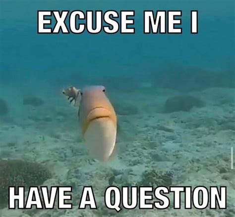 Excuse Me, I Have a Question | Staring Fish / Do You Fart | Know Your Meme