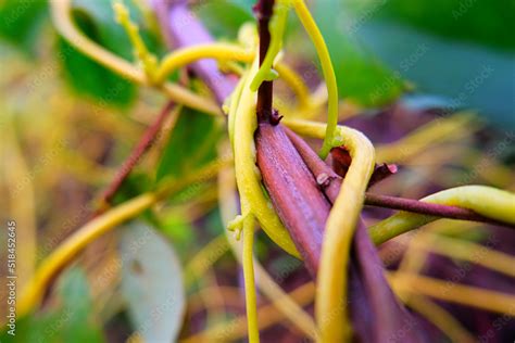 Selective focus Cuscuta, Dodder or Amarbel on a bush, a quarantine ...