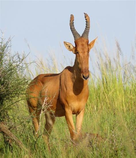 Hartebeest | African Wildlife Foundation