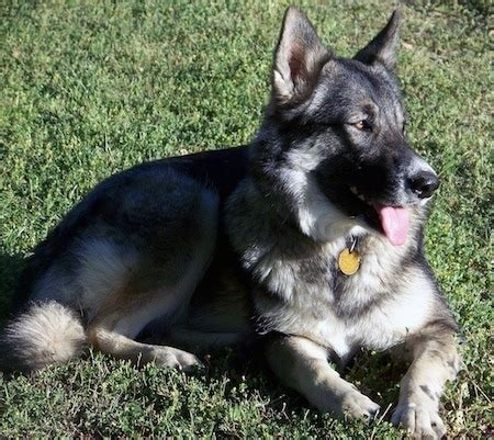 Alaskan Shepherd Dog Breed Information and Pictures