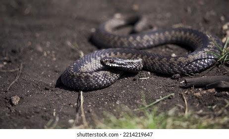 13,148 Viper Bite Images, Stock Photos, 3D objects, & Vectors | Shutterstock