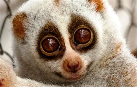 Protect the Rare and Endangered Slow Loris - GlobalGiving