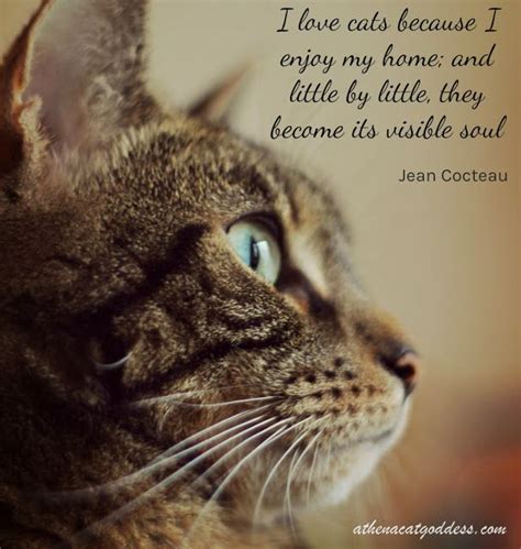 Cat Quote: I Love Cats Because I Enjoy My Home #wordlesswednesday (With ...