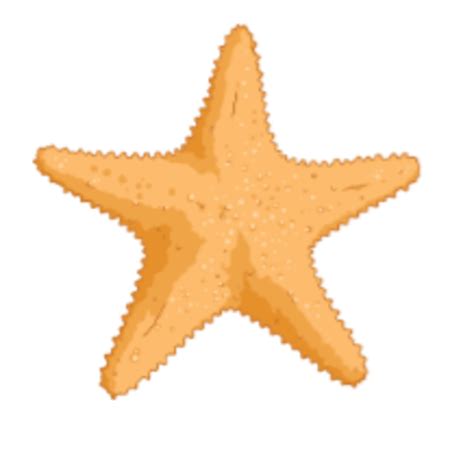 What is a Starfish? | Starfish Facts - Twinkl