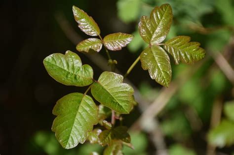 Poison Oak, Ivy and Sumac - Hike Oregon