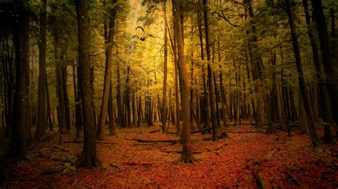wallpaper autumn, forest, landscape HD : Widescreen : High Definition ...