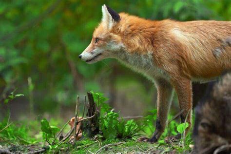 Fox Habitat: Where Do Foxes Live In The World?