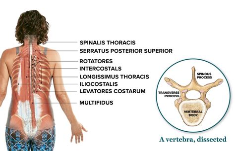 What You Need to Know About Your Thoracic Spine | Thoracic, Back pain, Yoga for back pain