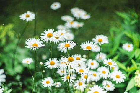 Becky Shasta Daisy: Plant Care & Growing Guide