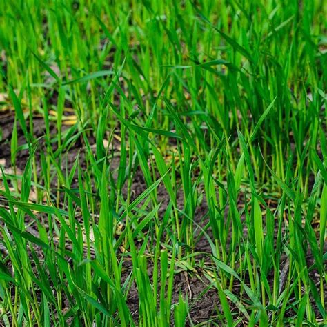 Rye Grass Seed - Fast Growing and Hardy Grass, Cover Crop, Food Plot ...