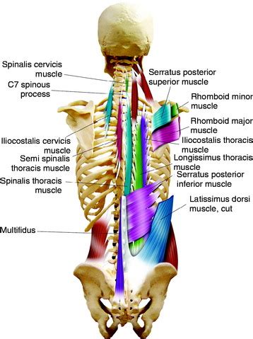 Transversospinalis Origin And Insertion