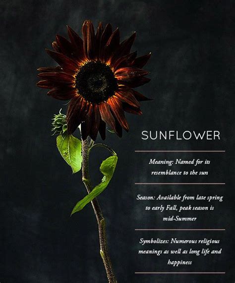 Flower Glossary: Sunflower | Exotic flowers, Sunflower, Beautiful flowers