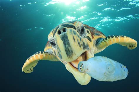 Plastic pollution in Earth’s oceans could triple by 2025 - Earth.com