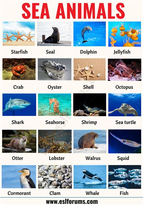 Sea Animals: List of 20+ Interesting Sea, Ocean Animals with the Picture - ESL Forums