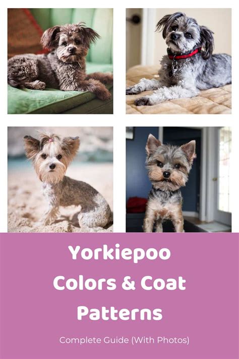 Yorkie Poo Colors & Coat Patterns: Complete Guide (With Photos ...