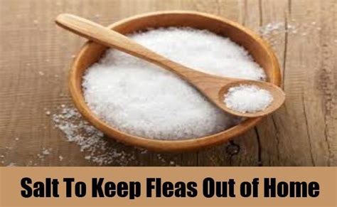 Instead of using toxic flea powders around your pets, you can use sea salt to kill carpet flea ...