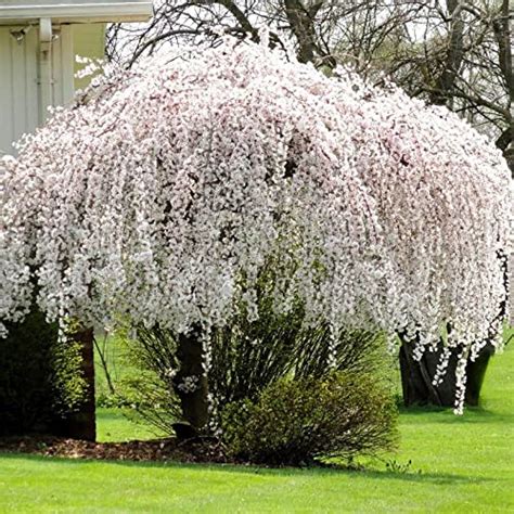 Best Dwarf Weeping Cherry Tree