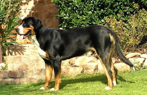 Greater Swiss Mountain Dog - Description, Habitat, Interesting Facts