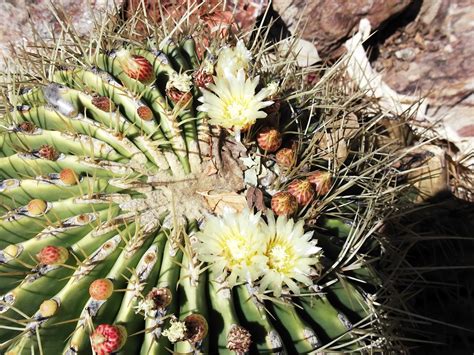 AE Tourism Consulting - Namibia: Desert Flowers of Namibia are BEAUTIFUL!