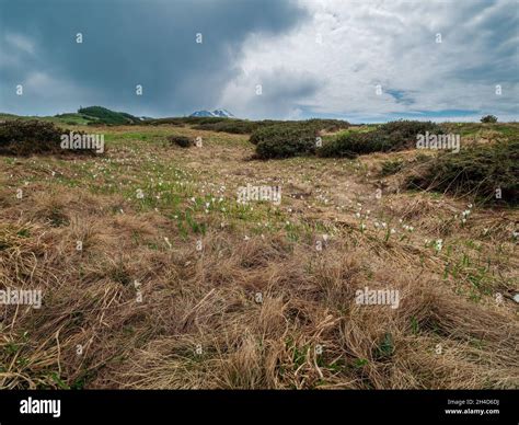 Italian Alps Wild Flowers at high elevation Stock Photo - Alamy