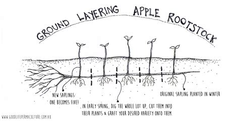 ground-layering | Good Life Permaculture