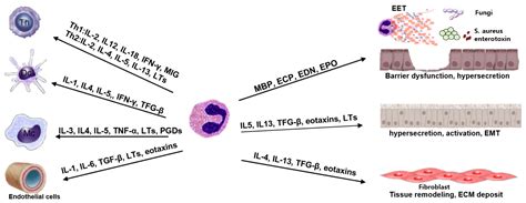 Eosinophilic Asthma Causes