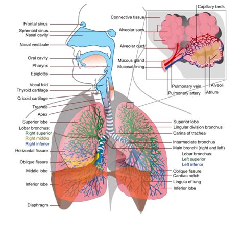 Respiratory System Complete En PNG, SVG Clip art for Web - Download Clip Art, PNG Icon Arts