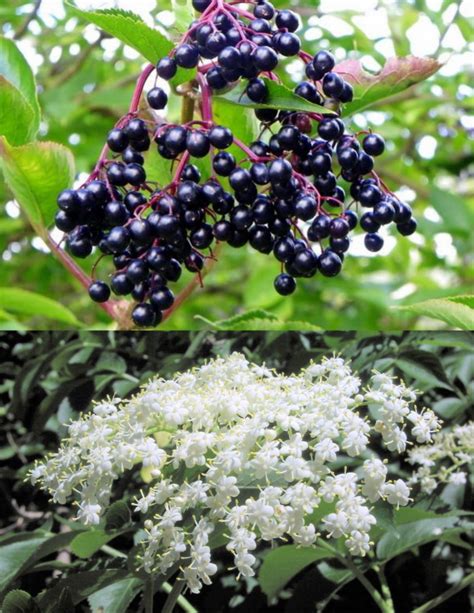 Sambucus Canadensis 50 Seeds, American Elderberry Cold Hardy Medicinal Herb