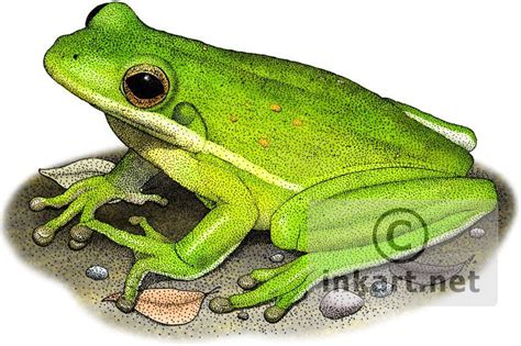 Full color illustration of an American Green Tree Frog (Hyla cinerea ...