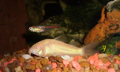 Albino Corydoras by Twister4evaSTOCK on DeviantArt