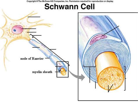 Schwann cell | Nervous system anatomy, Brain anatomy, Science photos