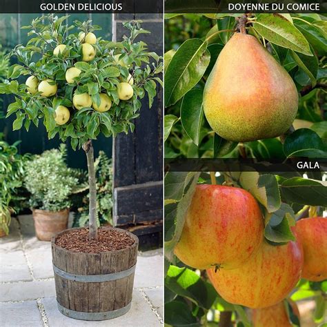 Mini Apple and Pear Tree Collection | Van Meuwen Fruit Tree Garden, Dwarf Fruit Trees, Growing ...