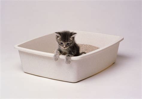 The 6 Best Eco-Friendly Cat Litters of 2021