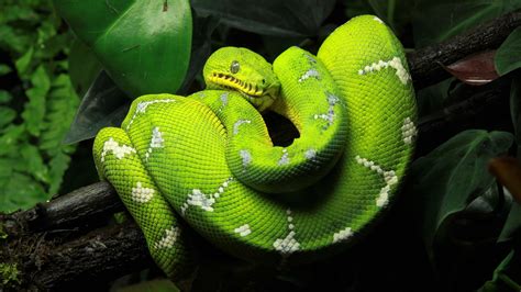 Green Tree Python Wallpaper